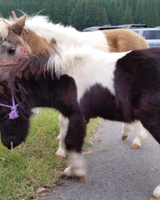 Ponies Have Arrived(*^-^*)