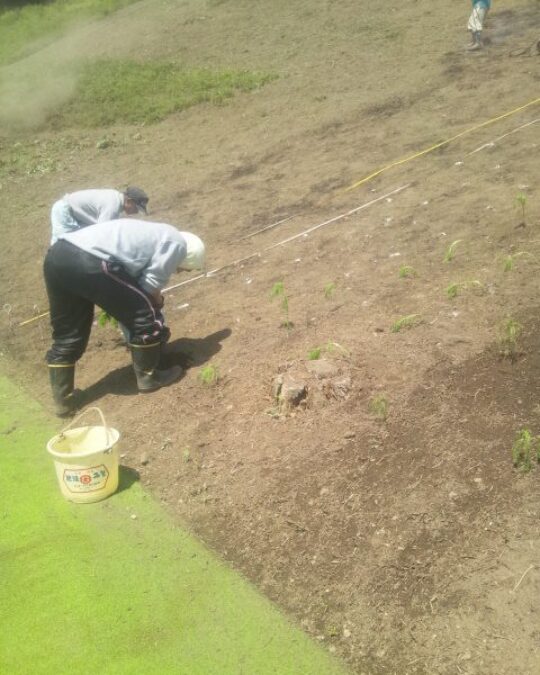 Cosmos Seedling Planting